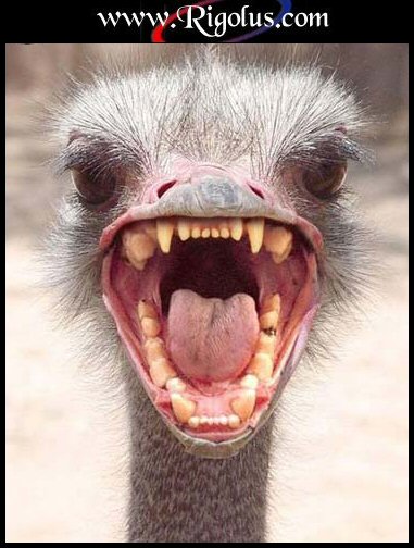 oula !!  gentille bébète!  on se calme !!    lol